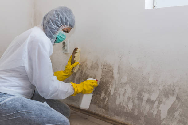 Biohazard Mold Removal in Calhoun Falls, SC